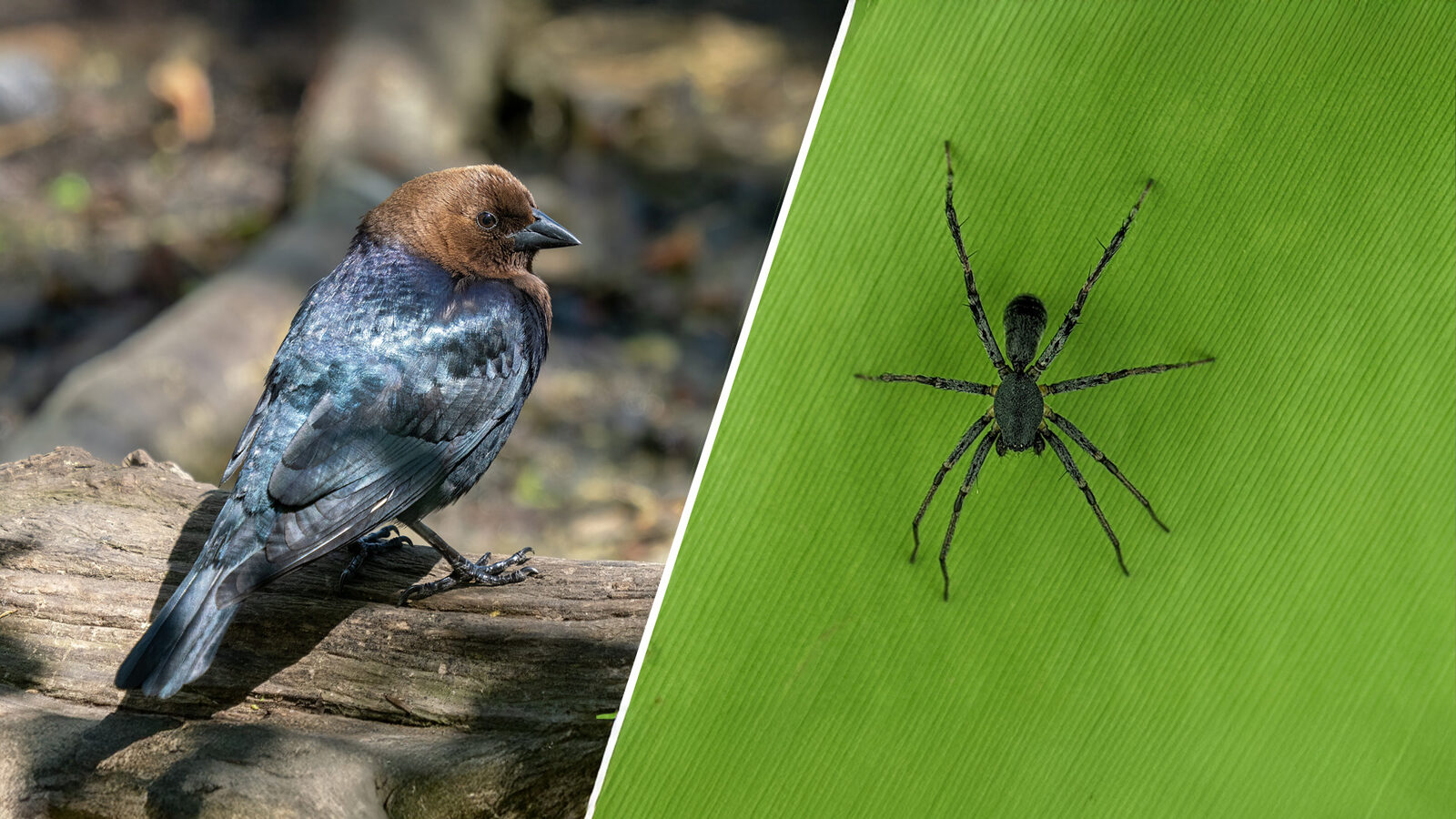 Feed the Birds, Squash the Spiders