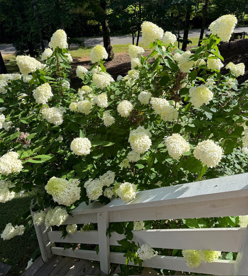 Azaleas, Hydrangeas, Crepe Myrtles – Why Everything Doesn’t Bloom At ...